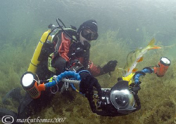 Mr H & inquisitive perch.
Capernwray, August 07.
10.5mm. by Mark Thomas 